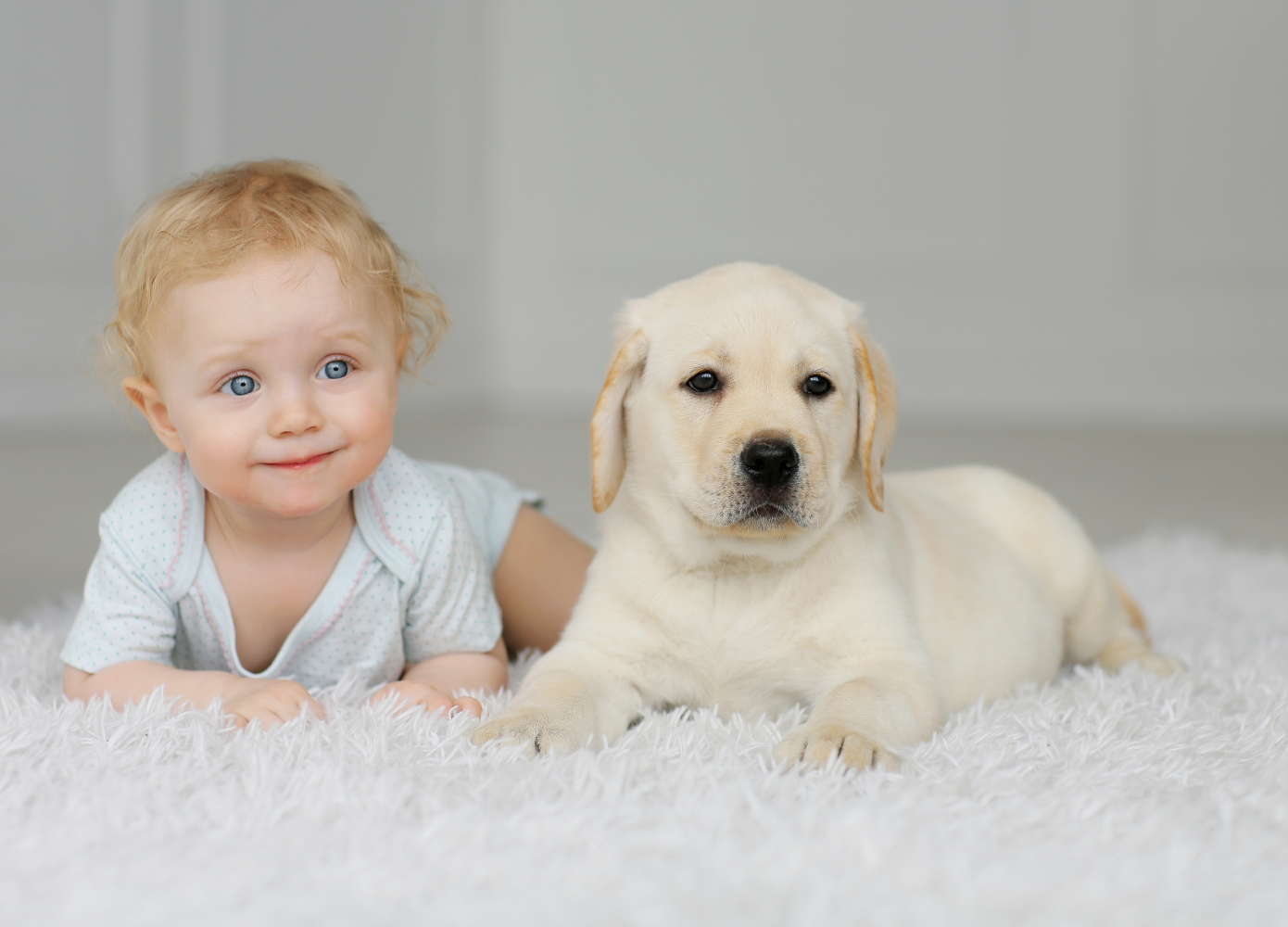 How to introduce your pet to a new born baby.